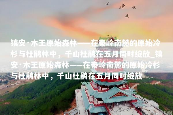 镇安·木王原始森林——在秦岭南麓的原始冷杉与杜鹃林中，千山杜鹃在五月同时绽放_镇安·木王原始森林——在秦岭南麓的原始冷杉与杜鹃林中，千山杜鹃在五月同时绽放