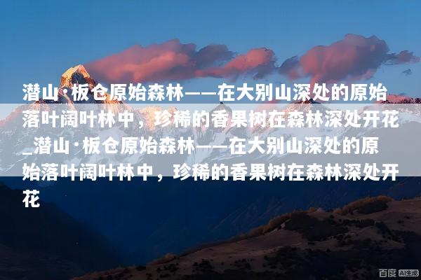 潜山·板仓原始森林——在大别山深处的原始落叶阔叶林中，珍稀的香果树在森林深处开花_潜山·板仓原始森林——在大别山深处的原始落叶阔叶林中，珍稀的香果树在森林深处开花